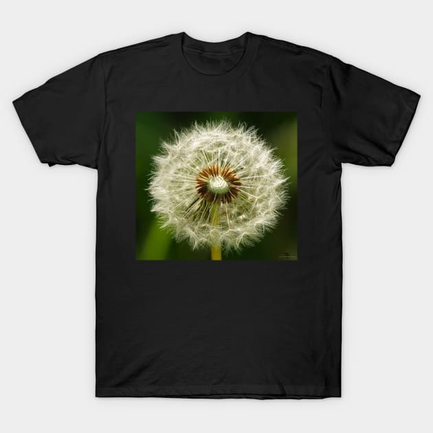 Dandelion T-Shirt by Simon-dell